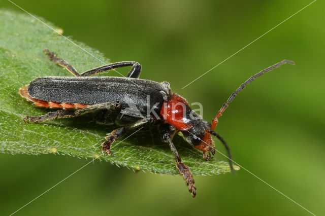 Zwartpootsoldaatje (Cantharis fusca)