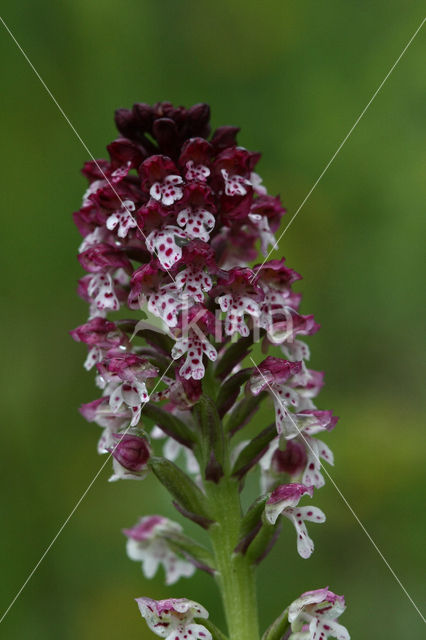 Aangebrande orchis (Neotinea ustulata)