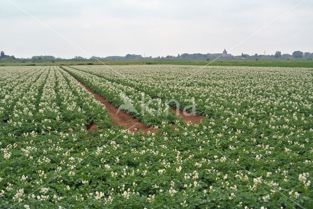 Aardappel (Solanum tuberosum)