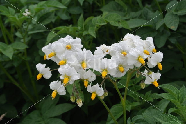 Aardappel (Solanum tuberosum)