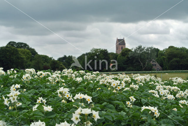 Aardappel (Solanum tuberosum)