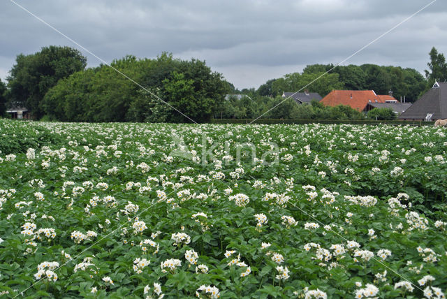 Aardappel (Solanum tuberosum)