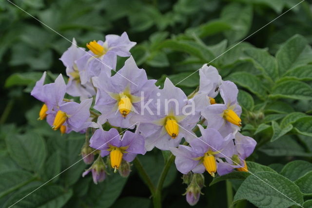 Aardappel (Solanum tuberosum)