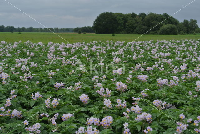 Potato (Solanum tuberosum)