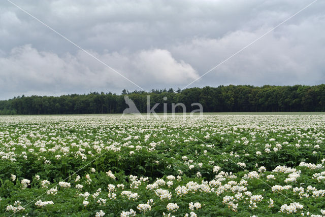 Aardappel (Solanum tuberosum)