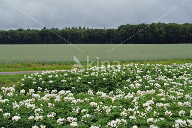 Aardappel (Solanum tuberosum)