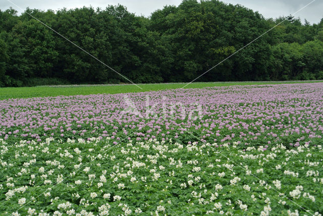 Aardappel (Solanum tuberosum)