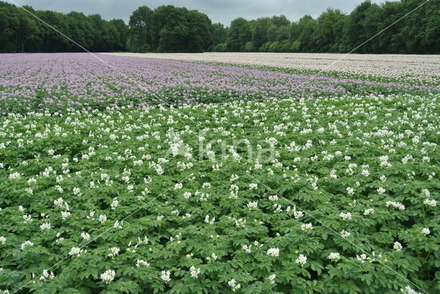 Aardappel (Solanum tuberosum)