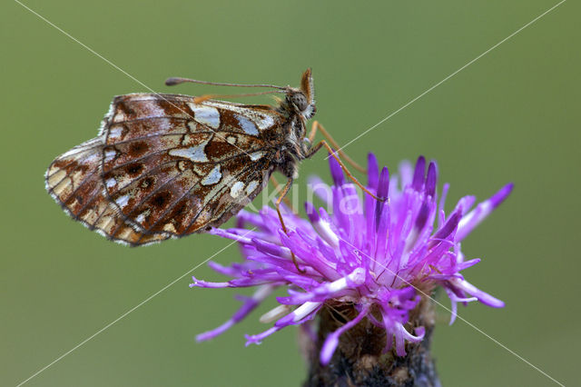 Violet Fritillary (Boloria dia)