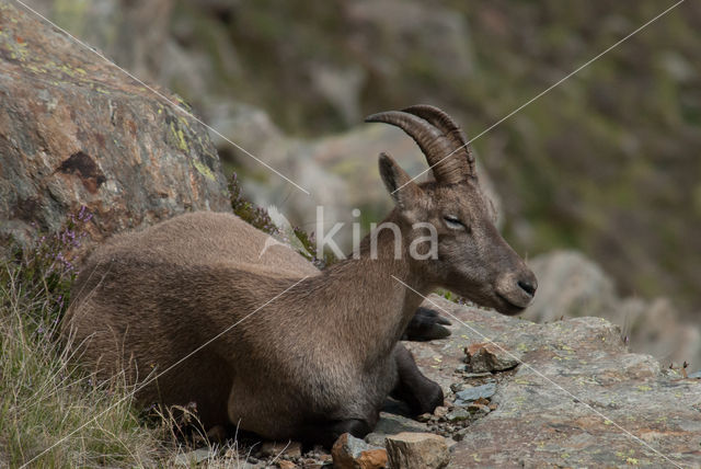 Alpen Steenbok (Capra ibex)