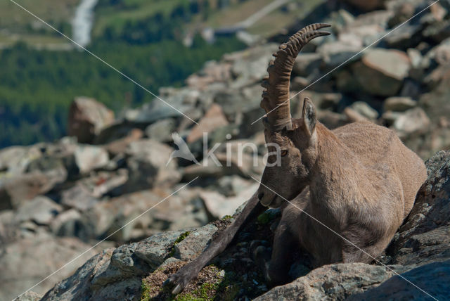 Alpen Steenbok (Capra ibex)