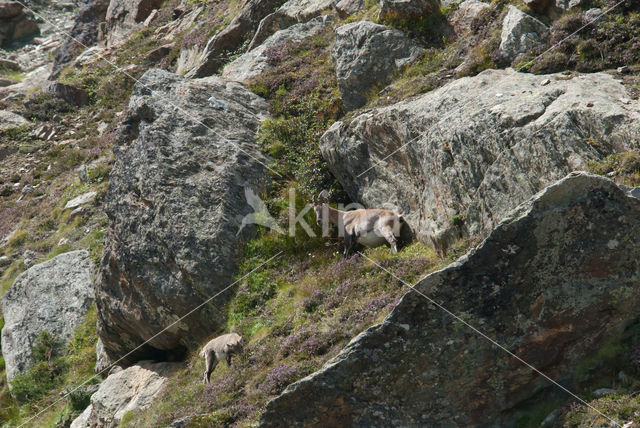 Alpen Steenbok (Capra ibex)