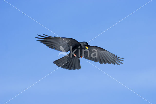 Yellow-billed Chough (Pyrrhocorax graculus)