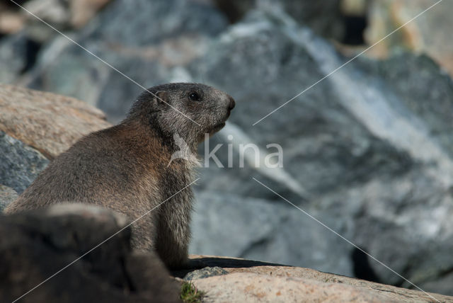 Alpine Marmot (Marmota marmota)