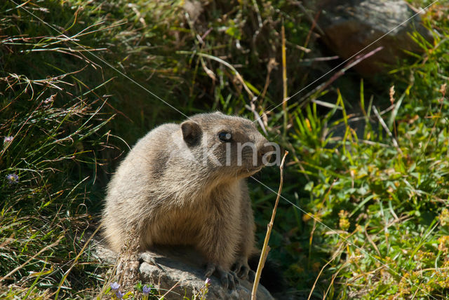 Alpine Marmot (Marmota marmota)