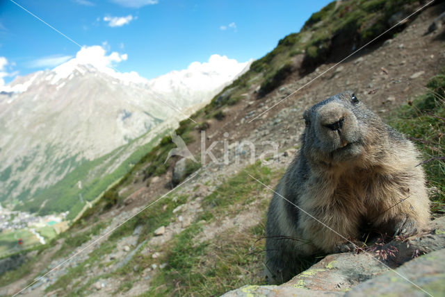 Alpine Marmot (Marmota marmota)