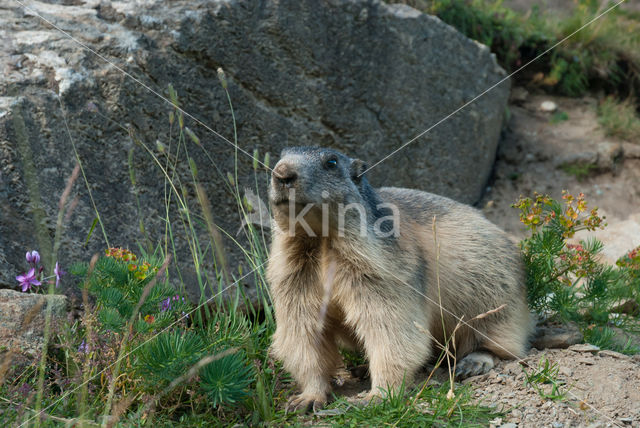 Alpine Marmot (Marmota marmota)