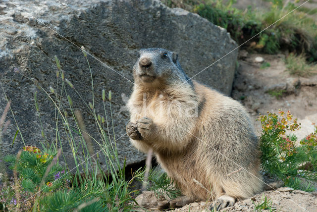 Alpine Marmot (Marmota marmota)