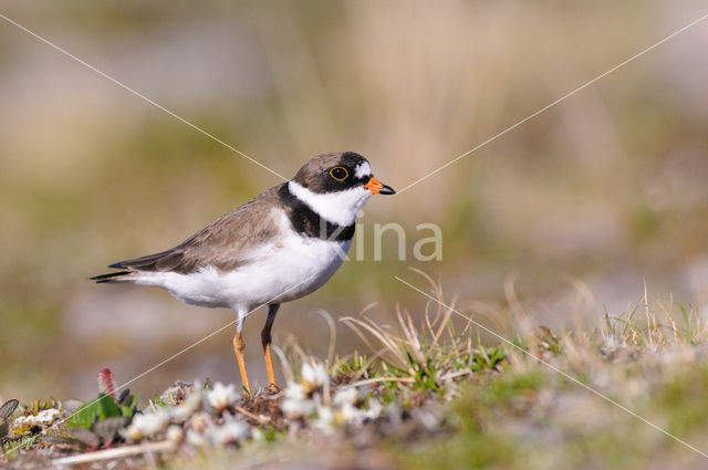 Amerikaanse Bontbekplevier (Charadrius semipalmatus)