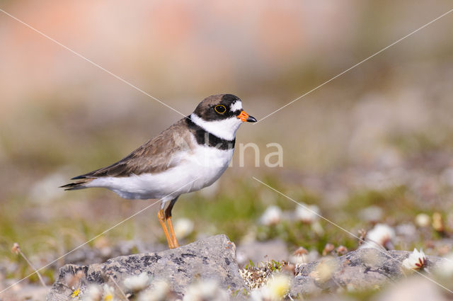 Amerikaanse Bontbekplevier (Charadrius semipalmatus)