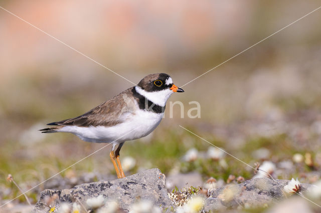 Amerikaanse Bontbekplevier (Charadrius semipalmatus)