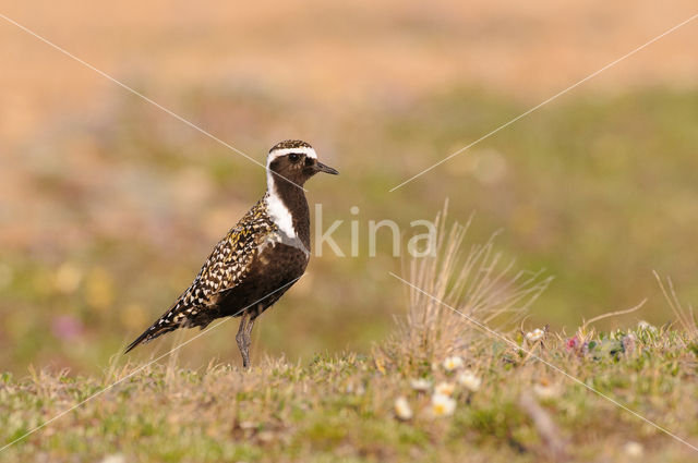 Amerikaanse Goudplevier (Pluvialis dominica)