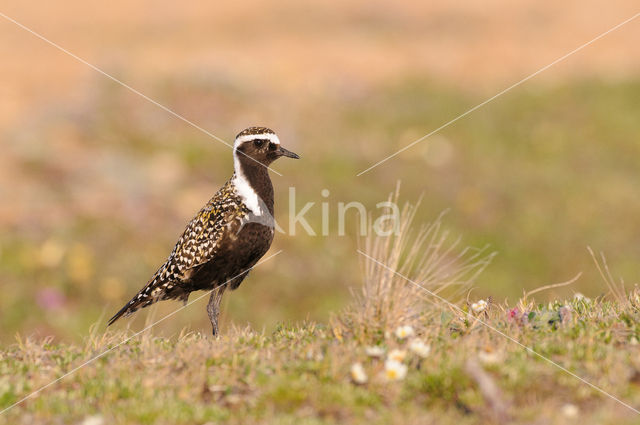 Amerikaanse Goudplevier (Pluvialis dominica)