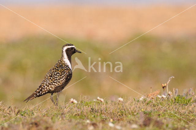 Amerikaanse Goudplevier (Pluvialis dominica)