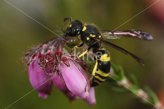 Ancistrocerus nigricornis