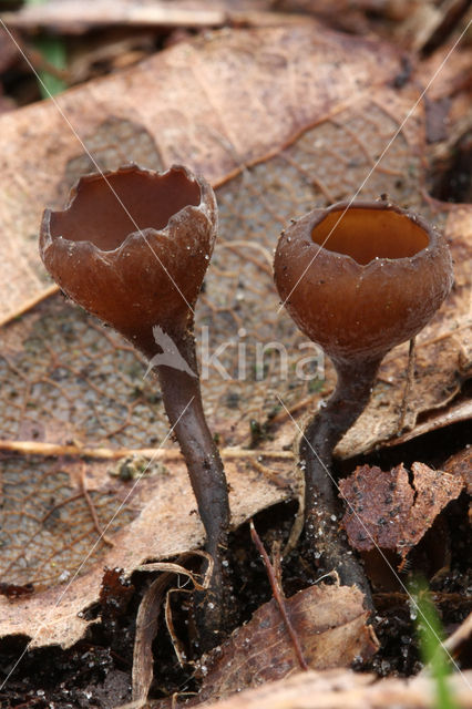 Anemonebekerzwam (Dumontinia tuberosa)