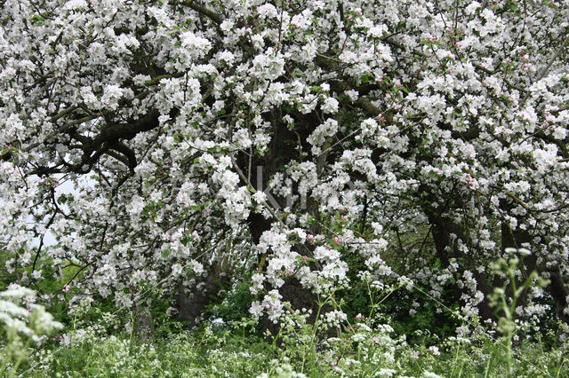 Apple (Malus domesticus)