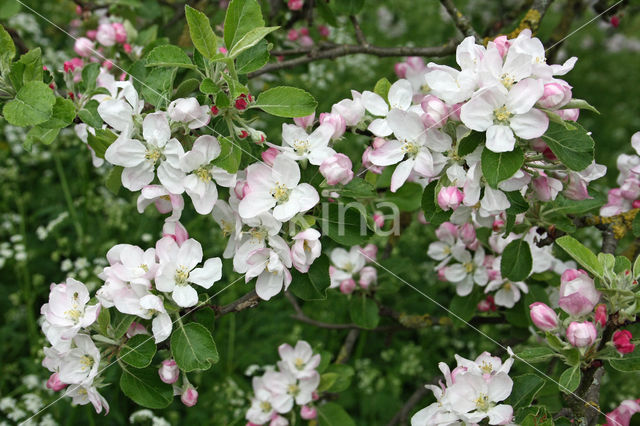 Apple (Malus domesticus)