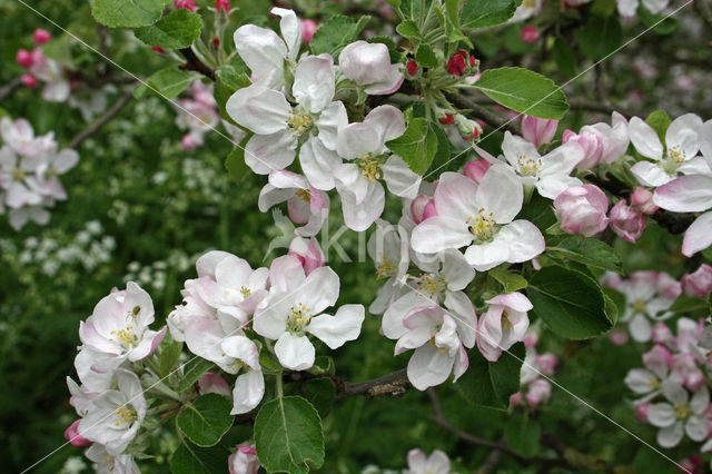 Apple (Malus domesticus)