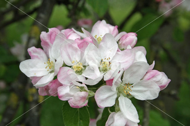 Apple (Malus domesticus)