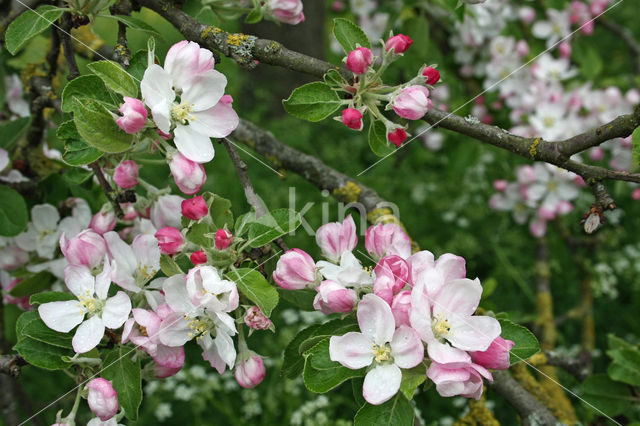 Apple (Malus domesticus)