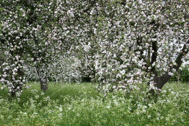 Appel (Malus domesticus)