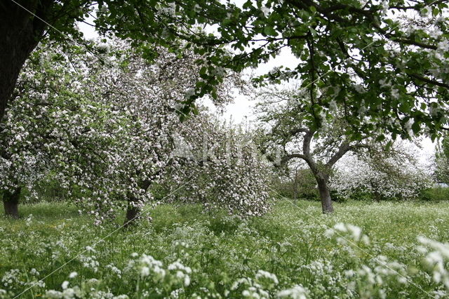 Apple (Malus domesticus)