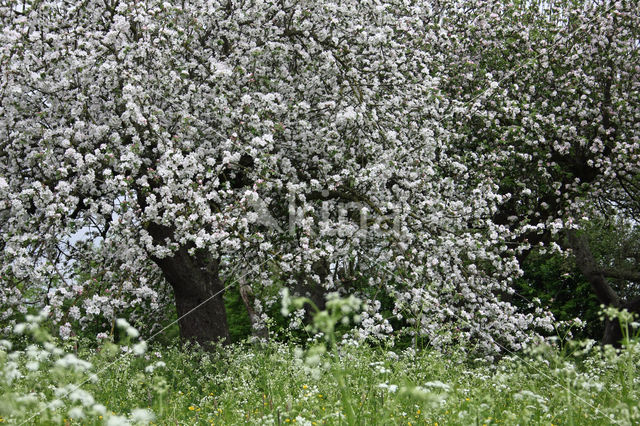 Apple (Malus domesticus)