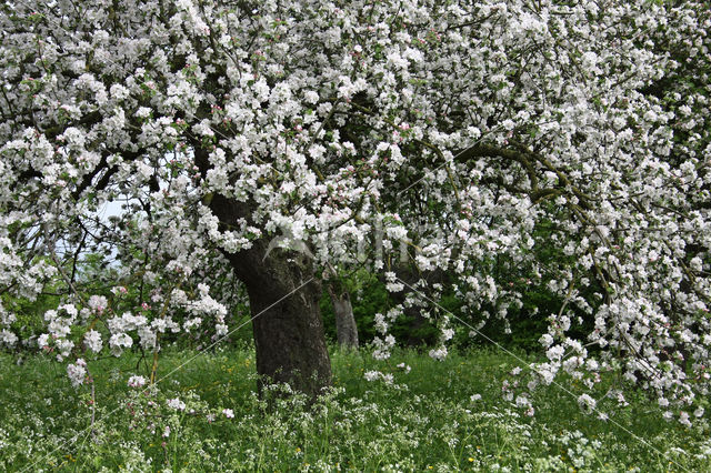 Apple (Malus domesticus)