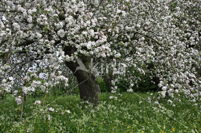 Apple (Malus domesticus)