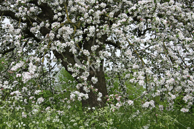 Apple (Malus domesticus)