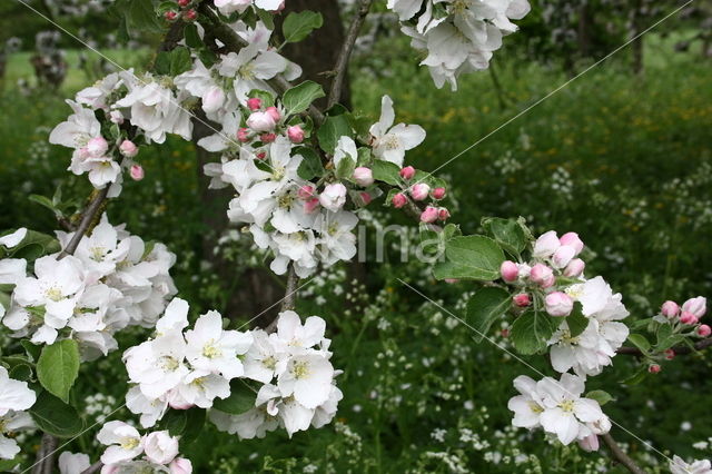 Apple (Malus domesticus)