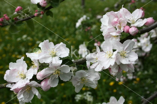 Apple (Malus domesticus)