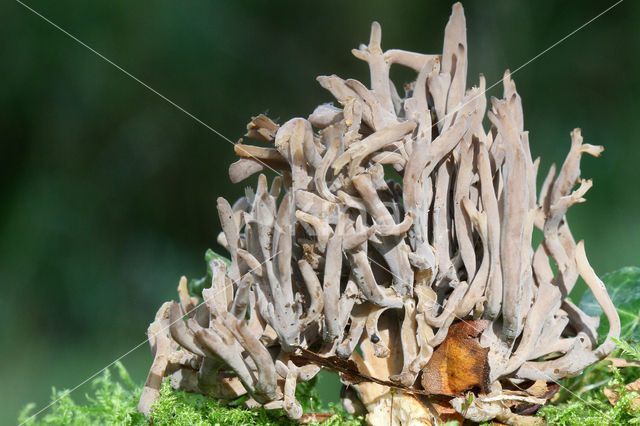 Cinereous Clavaria (Clavulina cinerea)