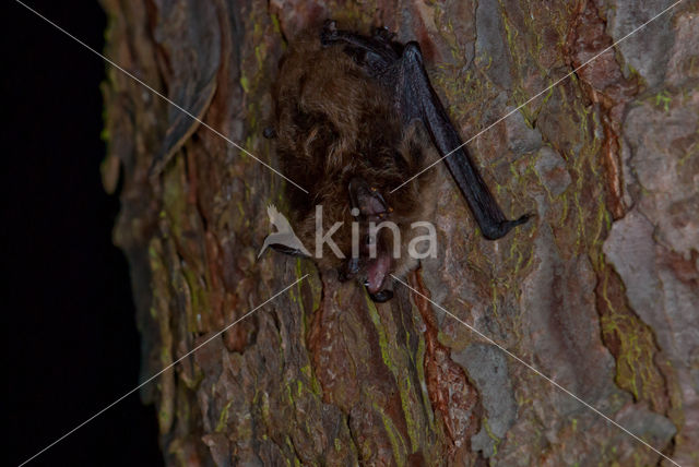 Baardvleermuis (Myotis mystacinus)