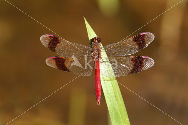 band-winged dragonfly (Sympetrum pedemontanum)