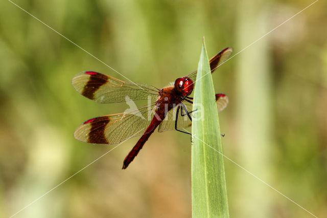 band-winged dragonfly (Sympetrum pedemontanum)