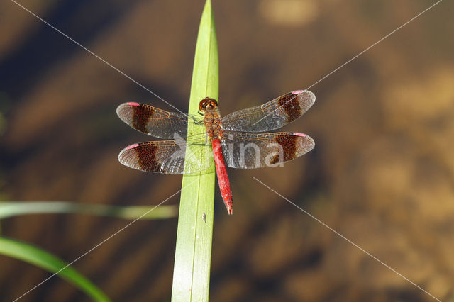 band-winged dragonfly (Sympetrum pedemontanum)