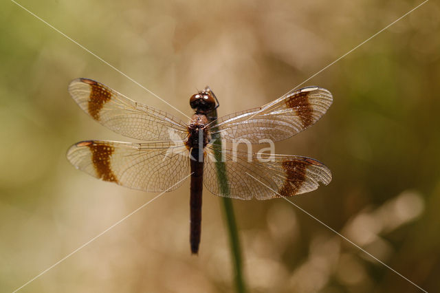 band-winged dragonfly (Sympetrum pedemontanum)