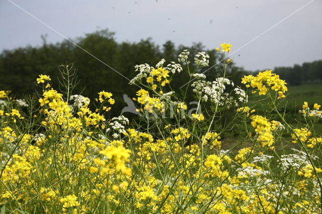 Barbarakruid (Barbarea spec.)